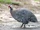 Guinea-Fowl