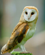 Tyto alba -British Wildlife Centre, Surrey, England-8a (1)