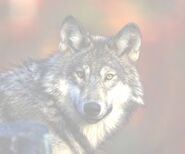 The Wolf is sacred to Artemis as well as Zeus