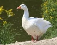 The Goose Sacred to Artemis The Guinea-Fowl is sacred to Artemis