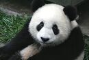 Babypanda