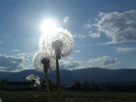 Dandelion seeds