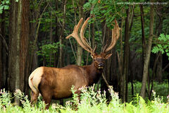 Pennsylvania-Bull-Elk-Sproul-State-Forest