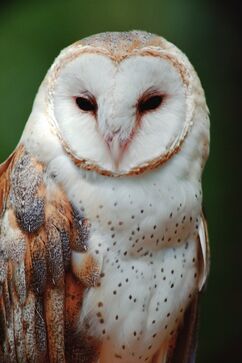 Owl.jpg