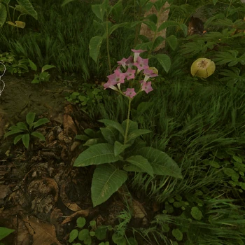 how to get tobacco leaves sims 4 Tobacco | Green Hell Wiki