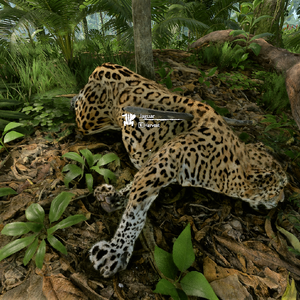 jaguar et puma