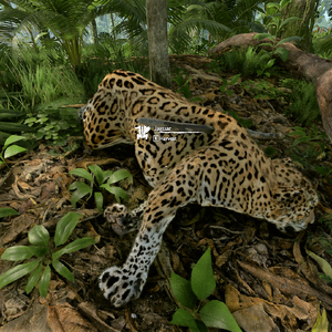 puma animal jaguar