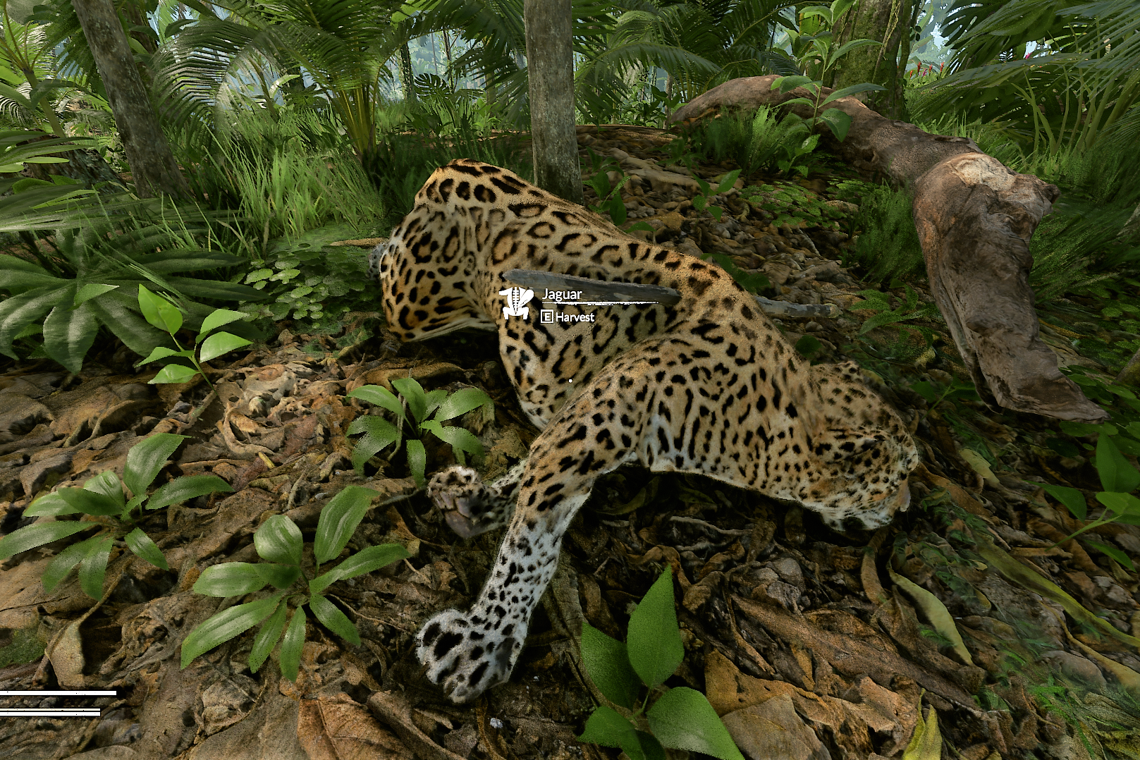 Jaguar / Puma | Green | Fandom