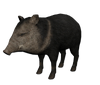 Peccary