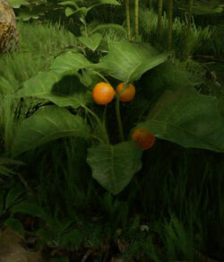 Unknown Fruit Plant Official Green Hell Wiki Unknown Fruit Plant Official Green Hell Wiki