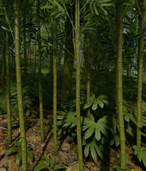 Bamboo Trees