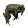 Cane Toad