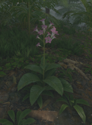 Closeup Tobacco Plant