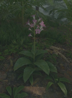 green hell tobacco flowers Tobacco Flower