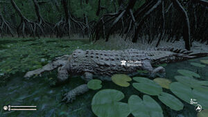 Dead albino caiman waiting to be harvested.