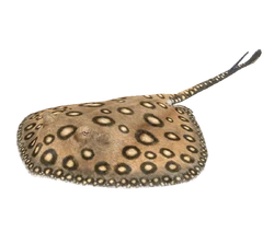 Green Hell Stingray Sting
