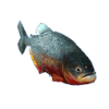 Piranha