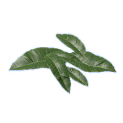 Tobacco Leaf