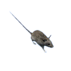 mice wiki