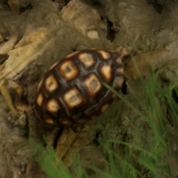 Tortoise Shell - Official Green Hell Wiki