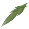 Molineria leaf.png