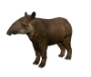 Tapir