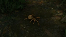 Goliath Birdeater Spider - Official Green Hell Wiki