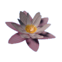 Water Lily Official Green Hell Wiki
