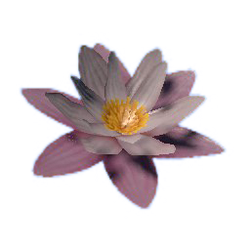 Water Lily Official Green Hell Wiki Water Lily Official Green Hell Wiki