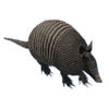 Armadillo