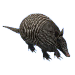 Armadillo