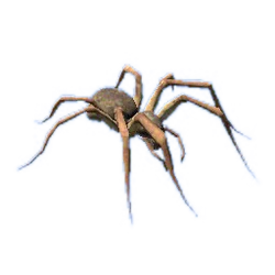 Banana Spider Florida Wiki