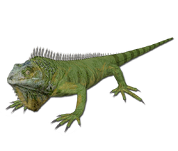 Iguana