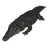 Black caiman