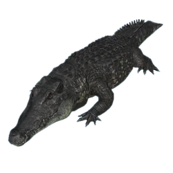black caiman official green hell wiki black caiman official green hell wiki