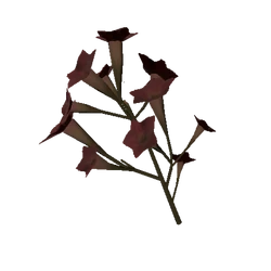 Tobacco Flower Dried