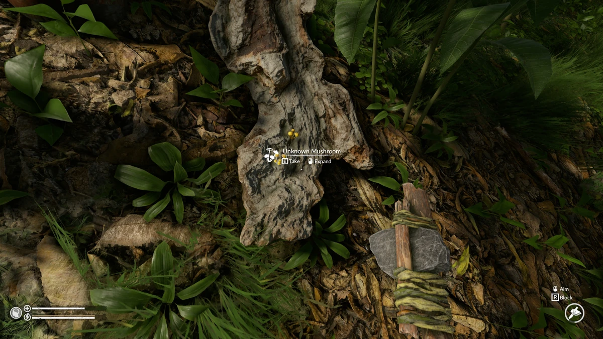 Unknown Mushroom 5 Official Green Hell Wiki