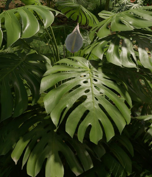 Monstera Deliciosa - Official Green Hell Wiki