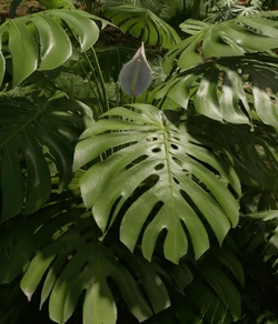 Flora - Official Green Hell Wiki