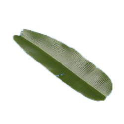 Banana leaf