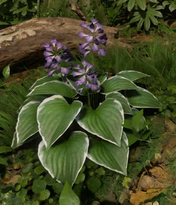 Plantain Lily