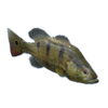 Peacock Bass