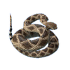 South American Rattlesnake