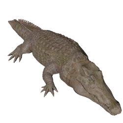 Albino Caiman - Official Green Hell Wiki