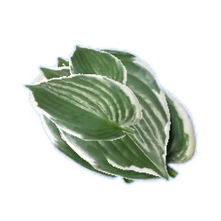 rhododendron dnger kaufen Neudorff Azet Rhododendrondnger