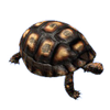 Red Footed Tortoise