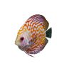 Discus fish