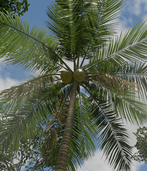 Coconut PalmTree