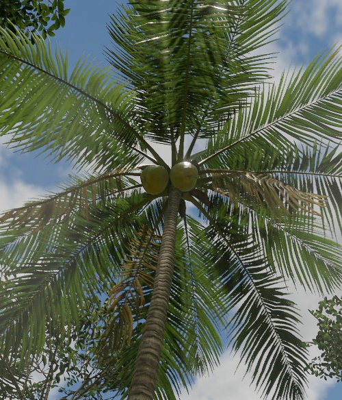 coconut palm tree