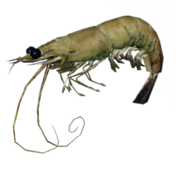 Prawn